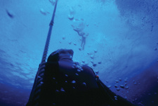 Im Rausch der Tiefe - The Big Blue
