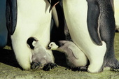 "Die Reise der Pinguine" wurde von der FBW als "besonders wertvoll" eingestuft (Bild: Kinowelt)